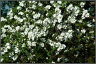Apfelbaum, Blüte, Foto