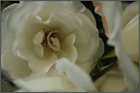 weiße Rose, Foto