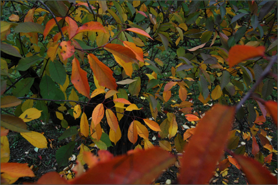 Kirschbaum im Herbst, Herbstlaub