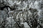 Eichen, Baumkronen, am Jadebusen bei Dangast, Foto