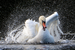 Schwan