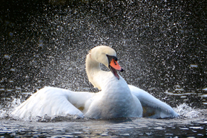 Schwan