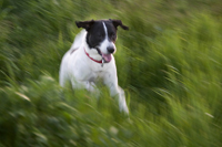 Tayo, Hund