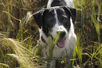 Tayo, Hund