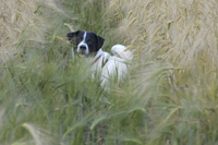 Tayo, Hund