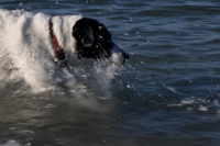 Tayo, Hund