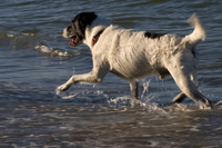 Tayo, Hund