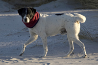 Tayo, Hund