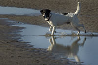 Tayo, Hund