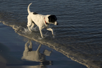 Tayo, Hund