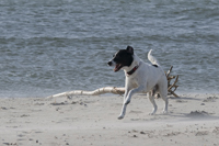 Tayo, Hund