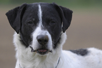 Tayo, Hund