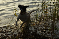Tayo, Hund