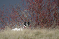 Tayo, Hund