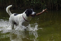 Tayo, Hund